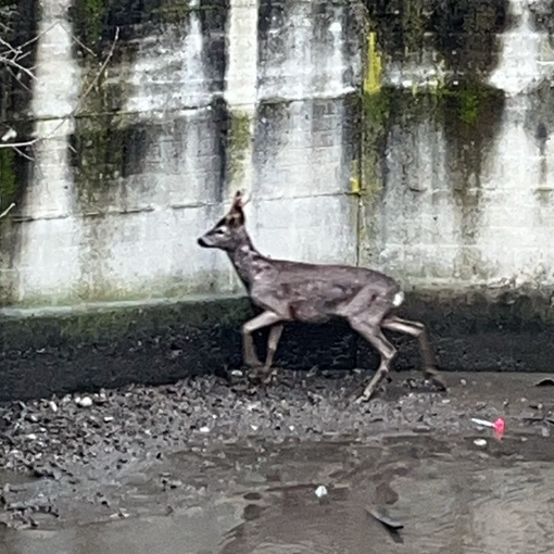 Un daino salvato nell’alveo del Lura: rimesso in libertà nel Parco delle Groane