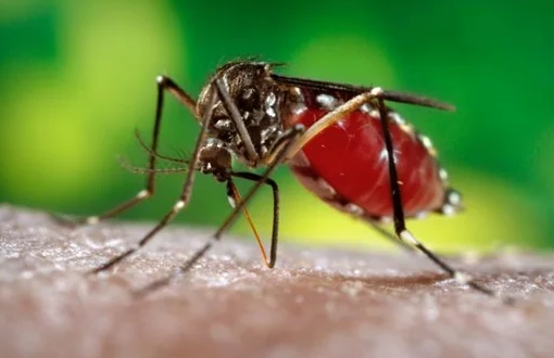 Virus Dengue, Astuti e Cominelli (Pd): «Regione aumenti il numero dei vaccini e si attivi per le disinfestazioni»