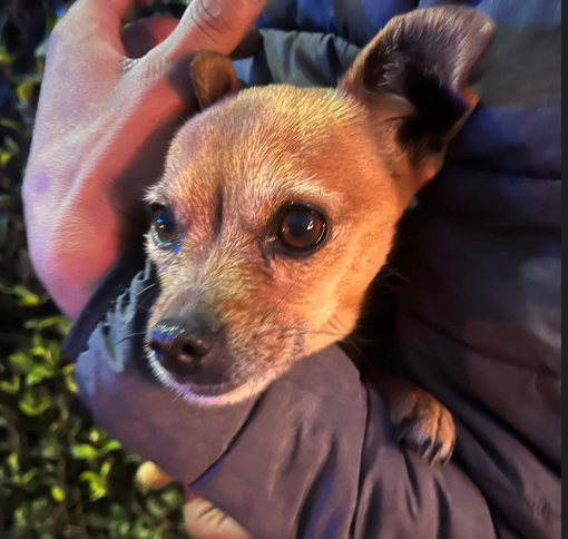 Cagnolina trovata a Sacconago, appello social