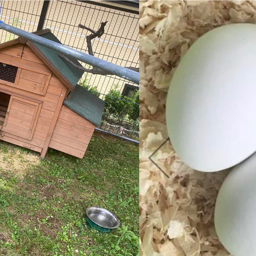 Provvi, Enza, Stracciatella e Neve: così le galline sono amiche degli anziani. E che emozione le prime uova