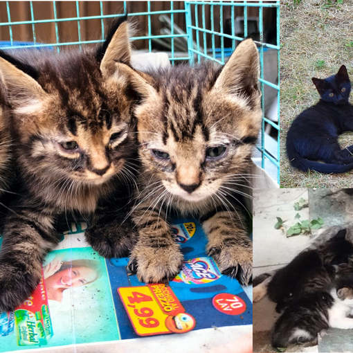 Sono i gattini l'emergenza dell'estate a Busto: «Aiutateci a dare loro una casa»