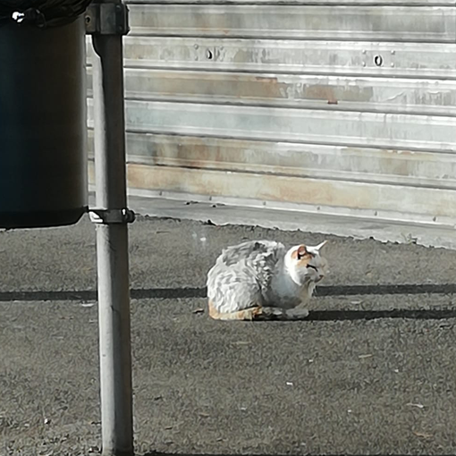 Casaringhio soccorre gatto in difficoltà: «Lo chiameremo Pancake»