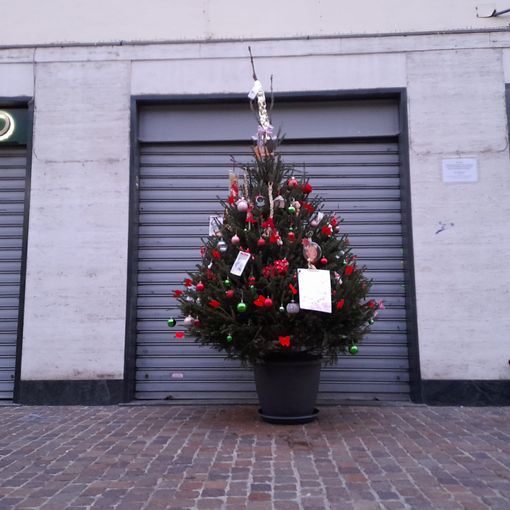 Gallarate, un albero di Natale per Luciana “Treccia” Zaro