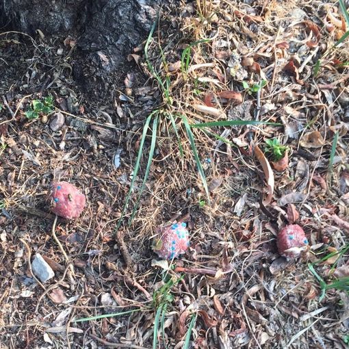 I bocconi avvelenati ritrovati nel parco