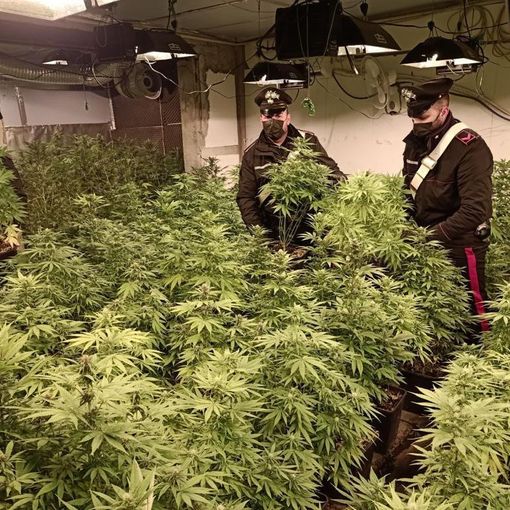 I carabinieri di Azzate scoprono e sequestrano una piantagione di marijuana