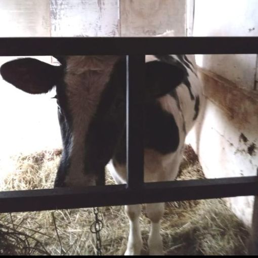 Leggiuno, la denuncia degli animalisti: «Vitello incatenato senz'aria e al buio»