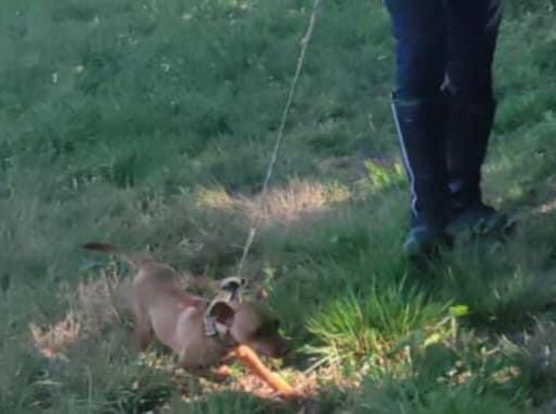 Legato e abbandonato senza cibo e acqua in un campo: cagnolino salvato dalla polizia locale di Busto