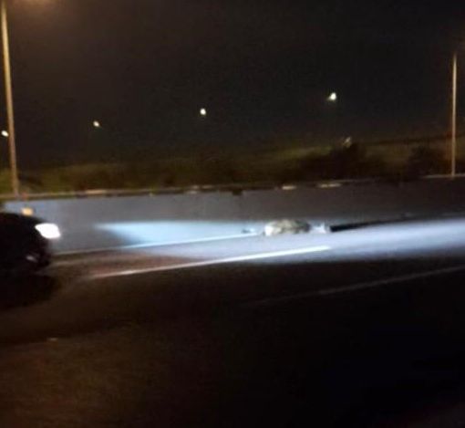Il cervo investito sull'A8 (foto tratta dal video di Paola Bottigelli, per cortesia dell'autrice)