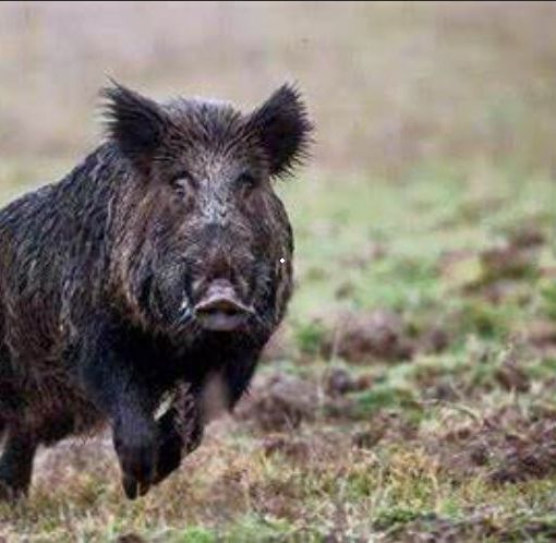 Invasione di cinghiali, anche gli agricoltori del Varesotto in piazza per protestare
