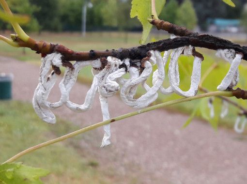 Busto dichiara guerra alla cocciniglia: al via le disinfestazioni: «Durante l'intervento tenete le finestre chiuse»