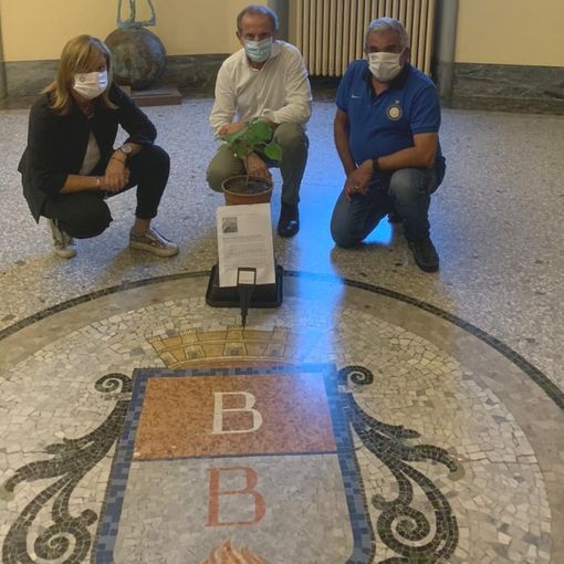 Sabato la presentazione della piantumazione delle paulownie donate dai cittadini