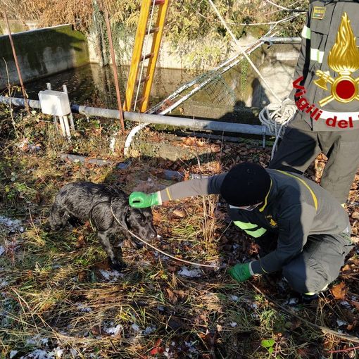 Cucciolo di cane salvato dai vigili del fuoco