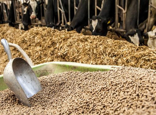 Export alimenti, mangimi, sottoprodotti di origine animale e animali vivi: un progetto dedicato agli operatori del Settore Alimentare