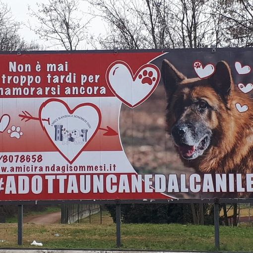 Somma Lombardo, non è mai troppo tardi… per adottare un cane anziano