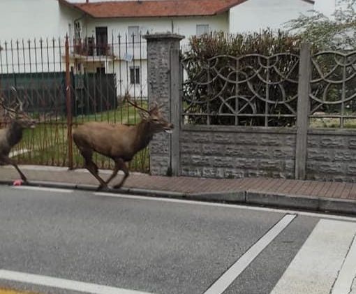 (foto tratta da facebook, Emilio Illiano). Nelle foto si vedono due cervi ma gli avvistamenti parlano con certezza di tre animali