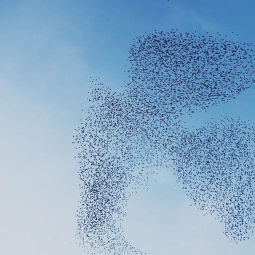 Incredibile a Milano: gli uccelli disegnano in cielo una grande colomba simbolo della pace