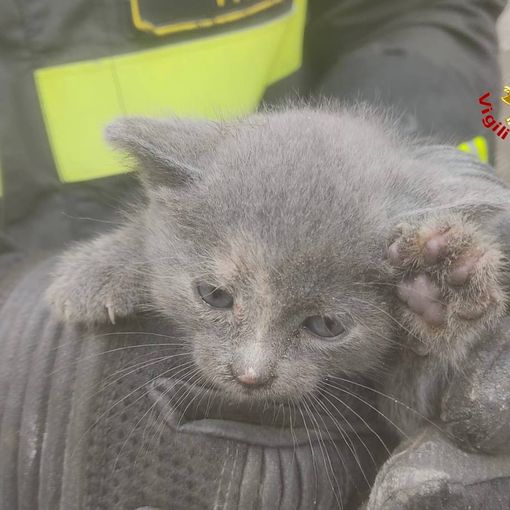Sesto Calende, gattino incastrato in una tubatura: liberato dopo ore di lavoro