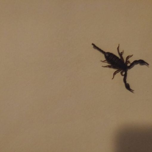 Lo scorpione trovato in casa a Saronno (foto da ilSaronno.it)