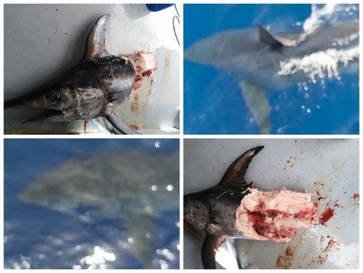 FOTO. Liguria, pescatori avvistano uno squalo bianco: era lungo cinque metri