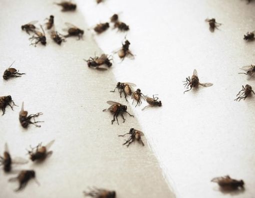 Emergenza mosche a Olgiate Olona: interventi straordinari e coordinamento con gli enti per risolvere il problema