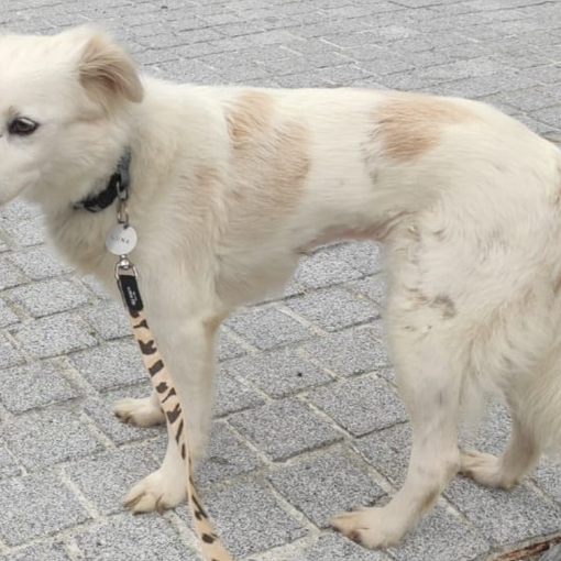 Luna è dolcissima e ha 10 anni