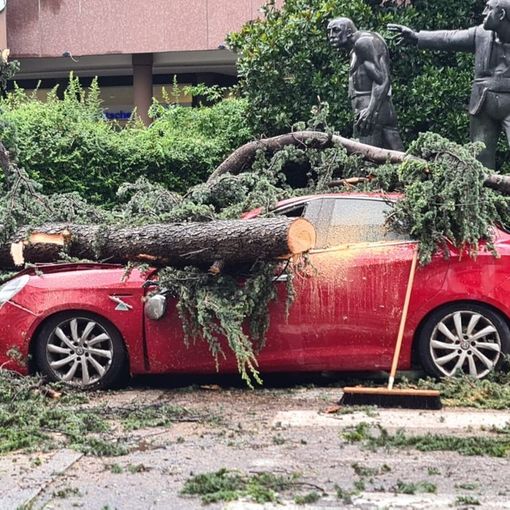 L'albero crollato su una macchina in corso Italia a Legnano, lunedì scorso