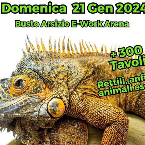 Serpenti e camaleonti a Busto per la quinta edizione del Milano Reptiles Meeting