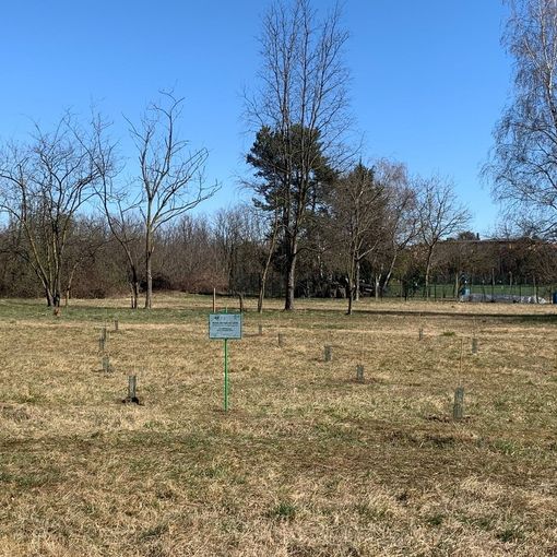 Busto, nuovi alberi per i nuovi nati: confermata la piantumazione in programma domenica