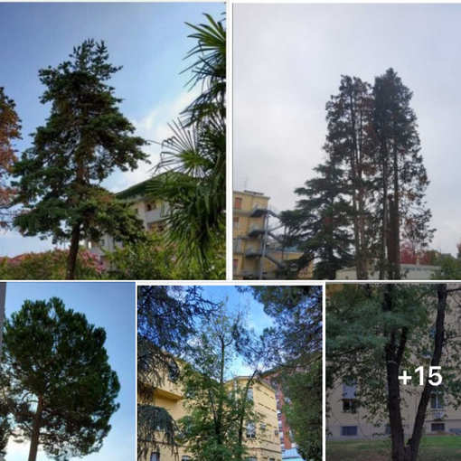 Il post di Legambiente