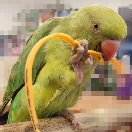 Pappagallo smarrito a Olgiate, l'appello: «Aiutateci a ritrovarlo»