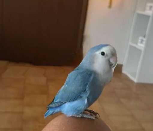 TROVATO! «Spriz è volato via, aiutatemi»