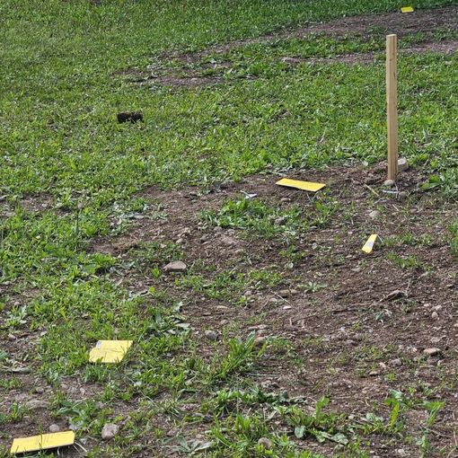A Marnate i vandali distruggono le piantine dei bimbi del San Luigi