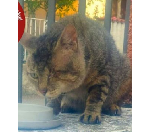 Polifemo: la storia di un gatto sfortunato che ha bisogno di aiuto