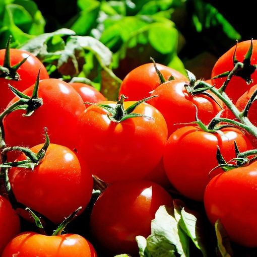 Svizzera, seimila piantine di pomodori distrutte in aeroporto per un virus. Ecco come (e in parte l'esperienza Covid insegna)