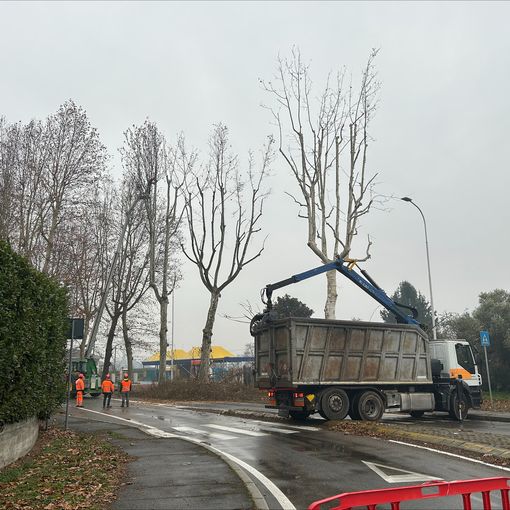 Iniziati i lavori di potatura delle piante in viale Toscana