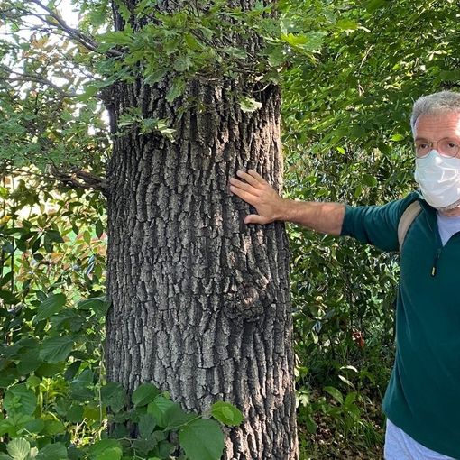 Il professor Andrea Viganò