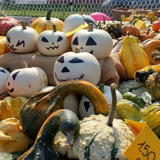 FOTO. La Sagra della zucca di Olgiate festeggia il 15esimo compleanno con un grande successo