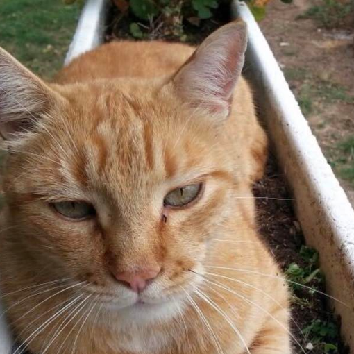 Sheva, il micio del sindaco