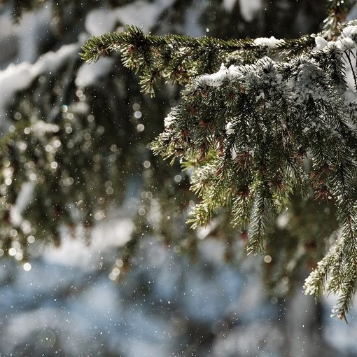 “Natale in Pineta” a Oggiona con Santo Stefano