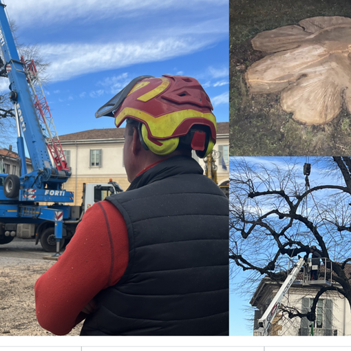 FOTO E VIDEO. Così non c'è più il &quot;pianton&quot;. «Era troppo pericoloso, arriverà un abete»
