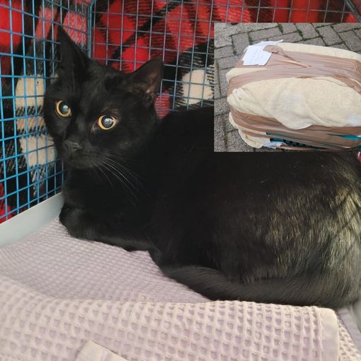 foto per cortesia del Gattile - Protezione animali di Legnano