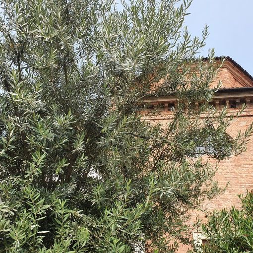 L’albero della pace pieno di olive nel centenario di Angioletto Castiglioni