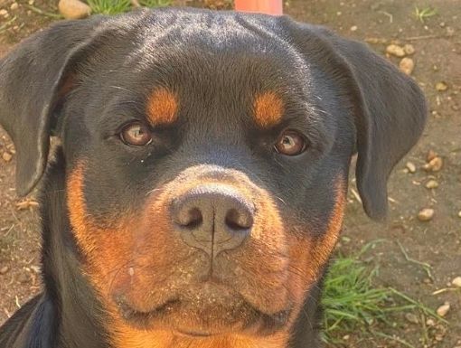 Uma, il cane ucciso domenica