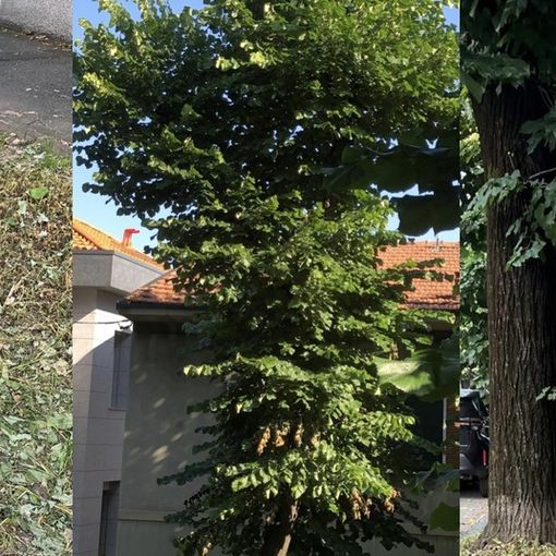 Sfalci e potature, la protesta in viale Lombardia