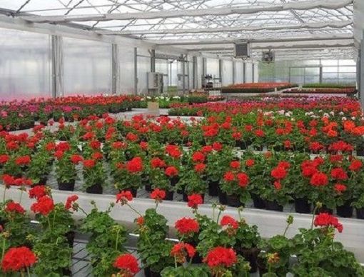 Florovivaismo, al via finanziamenti per parchi storici e giardini