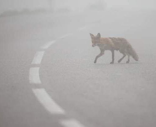 La volpe spaesata nel fumo, foto postata dalla dottoressa Pais