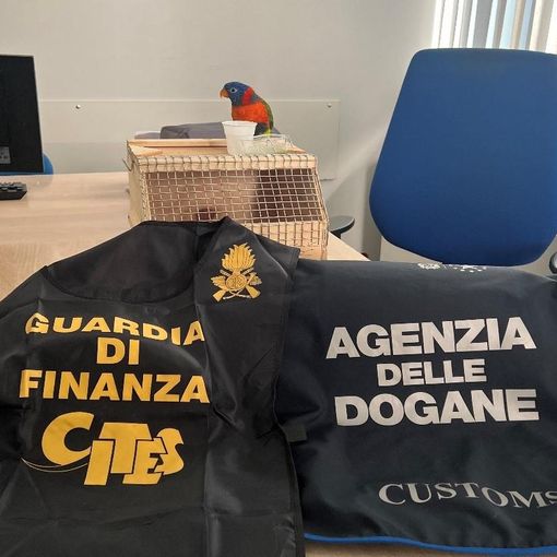 Alla frontiera con un pappagallo &quot;proibito&quot;: svizzero denunciato dalla Finanza