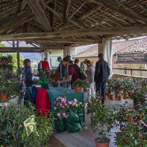 Fai: tornano “Le giornate delle Camelie” a Villa Della Porta Bozzolo