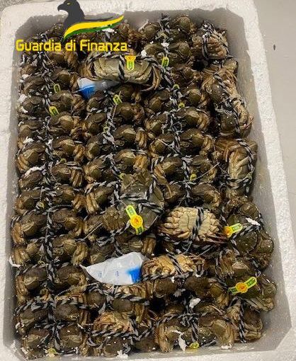 Malpensa, in valigia 150 chili di granchi cinesi vivi: scatta il sequestro. Sono tra le cento specie più invasive al mondo