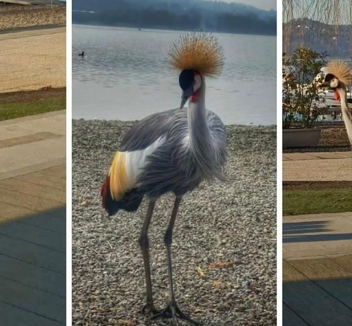 L'esemplare di Gru Coronata a passeggio alla Schiranna